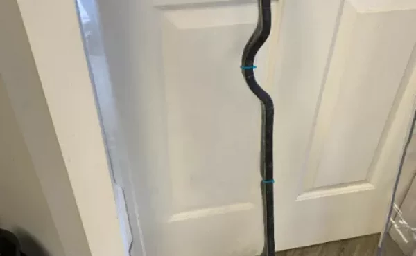 fff